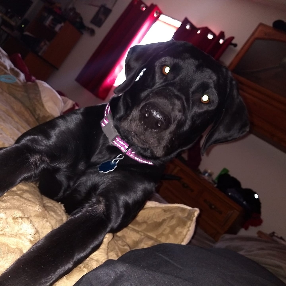 Meet your Posher, Missy